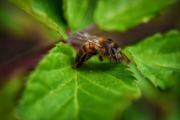 bee on leaf