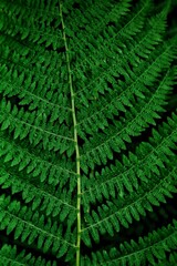 Dark green fern leaf
