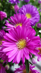 Fototapeta premium Beautiful pink and purple colored aster flowers