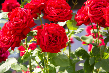 Red roses on bush. Red roses bushes blooming. Beautiful background from the roses.