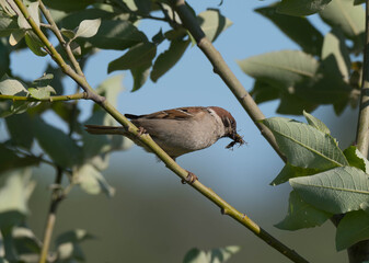 Obraz premium Sparrow field.