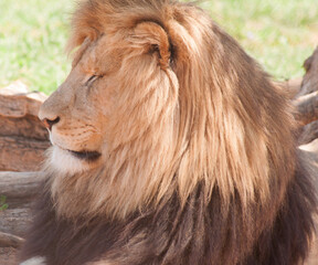 Obraz na płótnie Canvas Side view of male lion close-up