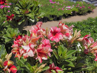 Fototapeta na wymiar Close-up Desert Rose (Adenium obesum) Tropical pink flower blossom in garden with green leaves background, other name include Impala Lily, Mock Azalea, Pink adenium.
