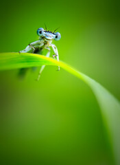 Beautiful cute dragonfly, White legged Damselfly  - 361298977