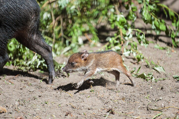 Collared Peccary (also javelina or skunk pig or pecari tajacu) is a medium-sized pig-like hoofed mammal of the family Tayassuidae (New World pigs). Baby peccary under the feet of adults. First steps