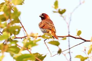 Scaly-Breasted Munia