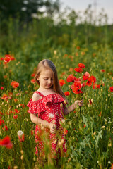 beautiful little girl with blond hair in a field with poppies. The girl holds a bouquet of red flowers in her hands in the field. a large number of red poppies