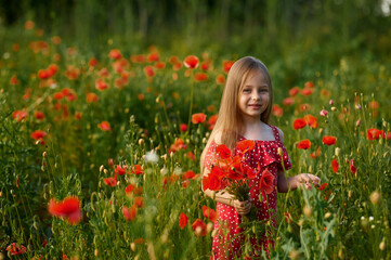 Naklejka na ściany i meble beautiful little girl with blond hair in a field with poppies. The girl holds a bouquet of red flowers in her hands in the field. a large number of red poppies