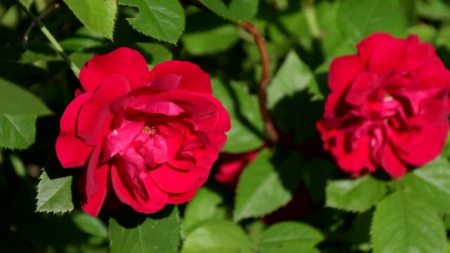 Two large red roses on a background of green foliage in the garden on a bright summer or spring day swing in the wind: a greeting background, a gift to your loved ones, romance. Wedding concept