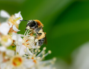 Bee pollinating on a flower blossom