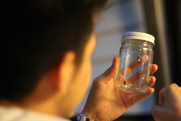 Fireflies caught in a jar