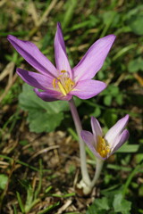 Herbst- Zeitlose, Colchicum autumnale