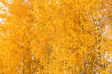 Birch branches full of colorful yellow and green leaves in autumn forest. Beautiful nature landscape