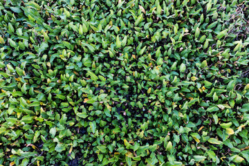 dense thickets of green marsh plants