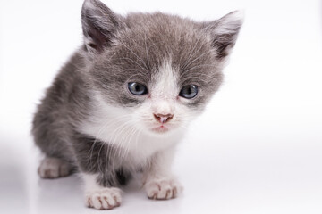 little gray-white kitten on a white background