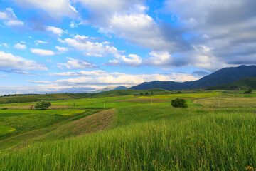 Beautiful spring and summer landscape. Lush green hills. Spring blooming herbs.