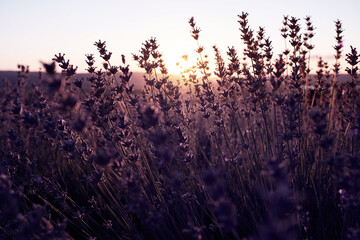 Lavender Field in the summer sunset time