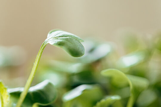 Young Green Sprouts Of Micro Green Close Up