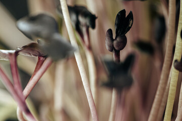 Close-up of young green sprouts of micro greens