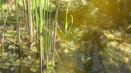 Dirty abandoned garden pond that turned into a swamp