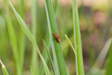Red insect soldier scrambled on a leaf of garlic