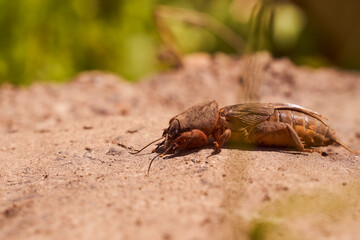 Very big medvedka or mole cricket on the on cracked ground. Close-up or macro photography. Sunny summer. Scary insect.