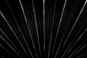 Obraz premium dry black and white leaf texture