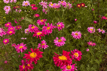 Red flowers pink daisies, asters grow in spring garden