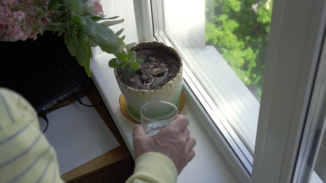 man hand in yellow pullover waters green pot plant with flower on plastic window windowsill on summer day slow motion