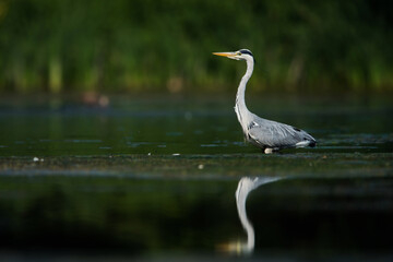 Grey Heron while hunting for fish in water. Her Latin name is Ardea cinerea.