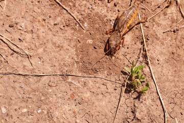 Very big medvedka or mole cricket on the on cracked ground. Close-up or macro photography. Sunny summer. Scary insect.