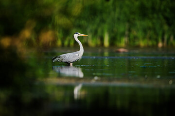 Grey Heron while hunting for fish in water. Her Latin name is Ardea cinerea.