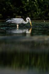 Grey Heron while hunting for fish in water. Her Latin name is Ardea cinerea.