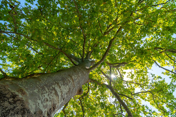 View up a beautiful old plane tree with its green leaves, sycamore