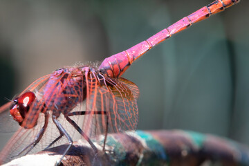 Beautiful pink dragonfly with red wings and head Landed on a rusting fence. close up dragonfy. details in nature