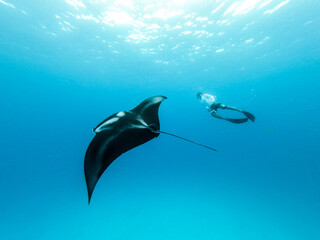 Male free diver and Giant oceanic manta ray, Manta Birostris, hovering underwater in blue ocean. Watching undersea world during adventure snorkeling tour on Maldives islands. - obrazy, fototapety, plakaty