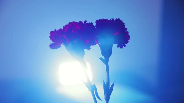 two red carnations in blue light close-up