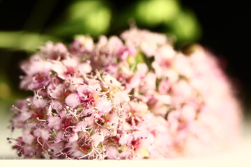 Isolated tender pink flower with green leaves on a white background. macro shot.