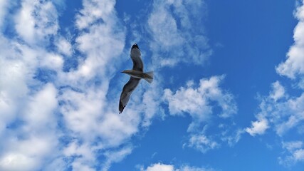 flying seagull in the sky with white clouds