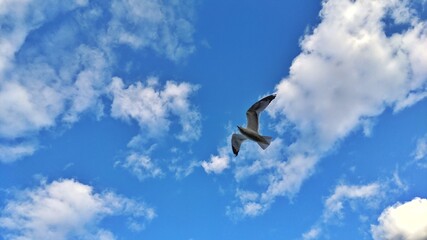 Black kite soaring with wingspan outstretched in a remote natural habitat