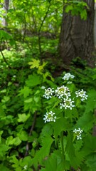 Cow parsley or wild chervil (Anthriscus sylvestris), blooming during spring stock photo