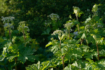 Giant dangerous allergic hogweed plant growing in the field. Poisonous Heracleum grass inflorescence. Leaves and flowers of blooming wild hogweed. Toxic perennial herb in the meadow.