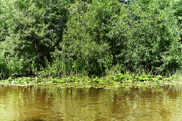 The shore of a small river overgrown with bushes and blooming yellow water lilies