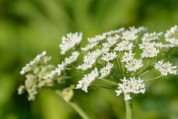 Giant dangerous allergic hogweed plant growing in the field. Poisonous Heracleum grass inflorescence. Leaves and flowers of blooming wild hogweed. Toxic perennial herb in the meadow.