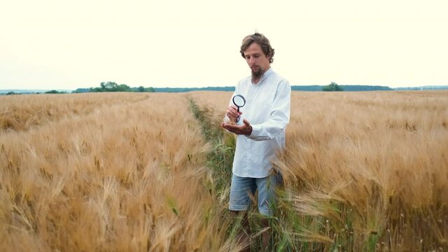 A 30-year-old agronomist with a Caucasian appearance and a beard walks in a field on a wheat or barley plantation with a magnifying glass and does research
