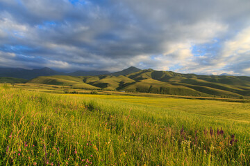 Beautiful spring and summer landscape. Lush green hills. Spring blooming herbs.