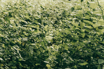 Texture of green plants.