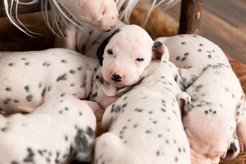High angle shot of a bunch of super cute newborn dalmatian puppies