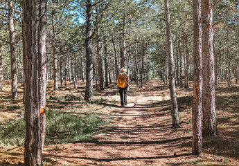 Girl from behind hiking along through the pine forest on a summer day.