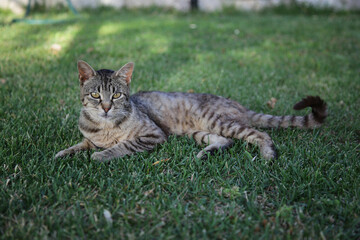 Naklejka na ściany i meble beautiful european cat is resting on the grass